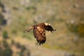 Golden eagle Aquila chrysaetos flying over the rock. Male golden eagle flying in the Spanish mountains Royalty Free Stock Photo