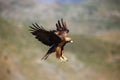 Golden eagle Aquila chrysaetos flying over the rock. Male golden eagle flying in the Spanish mountains Royalty Free Stock Photo