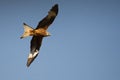 The golden eagle Aquila chrysaetos flying ower the rocks