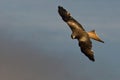 The golden eagle Aquila chrysaetos flying ower the rocks