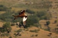 The golden eagle Aquila chrysaetos flying ower the rocks