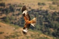 The golden eagle Aquila chrysaetos flying ower the rocks Royalty Free Stock Photo