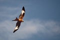 The golden eagle Aquila chrysaetos flying ower the rocks