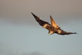 The golden eagle Aquila chrysaetos flying ower the rocks