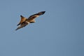 The golden eagle Aquila chrysaetos flying ower the rocks