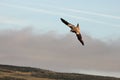 The golden eagle Aquila chrysaetos flying ower the rocks Royalty Free Stock Photo