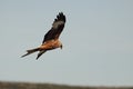 The golden eagle Aquila chrysaetos flying ower the rocks Royalty Free Stock Photo