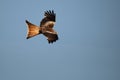 The golden eagle Aquila chrysaetos flying ower the rocks