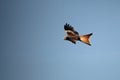 The golden eagle Aquila chrysaetos flying ower the rocks Royalty Free Stock Photo