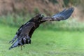 Golden Eagle (Aquila chrysaetos) flying and swooping in flight Royalty Free Stock Photo