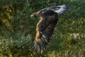 Golden Eagle Aquila chrysaetos