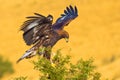 Golden Eagle, Aquila chrysaetos Royalty Free Stock Photo