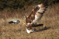 The golden eagle Aquila chrysaetos hunting pigeons. A large eagle attacks a pigeon. Hunting a large bird of prey in the wild Royalty Free Stock Photo
