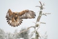 Golden eagle (Aquila chrysaetos) landing on a dry tree branch wings wide open