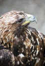 Golden eagle (Aquila chrysaetos) Royalty Free Stock Photo