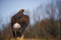 Golden eagle (Aquila chrysaetos) Royalty Free Stock Photo