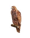 Golden eagle, Aquila chrysaetos, orel skalni Royalty Free Stock Photo