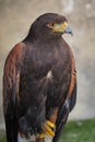 Golden eagle Aquila chrysaetos orel skalni sitting on a branch