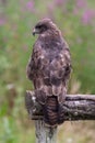 Golden Eagle (Aquila chrysaetos) Royalty Free Stock Photo