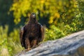 Golden eagle, Aquila chrysaetos, perched on stone, green forest in background. Hunting eagle in mountains. Majestic bird