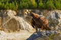 Golden eagle, Aquila chrysaetos, perched on stone, rocks and forest in background. Hunting eagle in mountains. Majestic bird