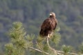 Golden Eagle - Aquila chrysaetos - Sierra Morena, Spain