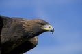 GOLDEN EAGLE aquila chrysaetos, PORTRAIT OF ADULT Royalty Free Stock Photo