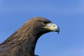 Golden Eagle, aquila chrysaetos, Portrait of Adult Royalty Free Stock Photo