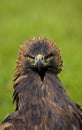 Golden Eagle, aquila chrysaetos, Portrait of Adult Royalty Free Stock Photo