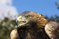 Golden Eagle, aquila chrysaetos, Portrait of Adult calling Royalty Free Stock Photo