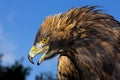 Golden Eagle, aquila chrysaetos, Portrait of Adult with Open Beak Royalty Free Stock Photo