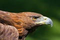 female golden eagle (Aquila chrysaetos) portrait in flight, close up of head Royalty Free Stock Photo