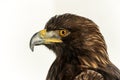 Golden Eagle (Aquila chrysaetos) portrait head shot Royalty Free Stock Photo