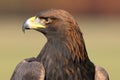 The golden eagle Aquila chrysaetos, portrait. Portrait of a huge bird of prey with a green background Royalty Free Stock Photo