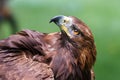 female golden eagle (Aquila chrysaetos) portrait very close up Royalty Free Stock Photo