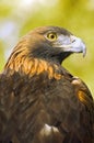 Golden Eagle (Aquila chrysaetos) Profile over Green-Gold Background Royalty Free Stock Photo
