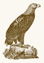 Golden eagle aquila chrysaetos in profile view sitting on a rock Royalty Free Stock Photo