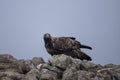 golden eagle, aquila chrysaetos Royalty Free Stock Photo