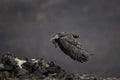 golden eagle, aquila chrysaetos Royalty Free Stock Photo