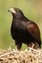 Golden Eagle - Aquila chrysaetos - Scottish Highlands Royalty Free Stock Photo