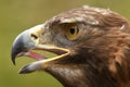 Golden Eagle - Scottish Highlands Royalty Free Stock Photo