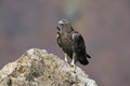 Golden eagle, Aquila chrysaetos Royalty Free Stock Photo