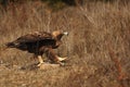 The golden eagle Aquila chrysaetos sitting on the ground Royalty Free Stock Photo