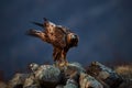 Golden Eagle Aquila chrysaetos sitting on the rock garden. Wild animal. Royalty Free Stock Photo
