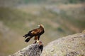 Golden eagle Aquila chrysaetos sitting on the rock. Male golden eagle in the Spanish mountains.Big eagle in typical mountain Royalty Free Stock Photo