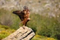 The golden eagle Aquila chrysaetos sitting on the rock. Male golden eagle in the Spanish mountains Royalty Free Stock Photo