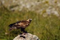 The golden eagle Aquila chrysaetos sitting on the rock. Male golden eagle in the Spanish mountains Royalty Free Stock Photo