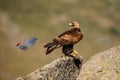 Golden eagle Aquila chrysaetos sitting on the rock. Male golden eagle Golden eagle is harassed by azure-winged magpie Royalty Free Stock Photo