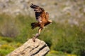 Golden eagle Aquila chrysaetos sitting on the rock. Male golden eagle in the Spanish mountains. Big eagle flying away with Royalty Free Stock Photo