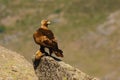 Golden eagle Aquila chrysaetos sitting on the rock. Male golden eagle in the Spanish mountains. Big eagle looks over back to Royalty Free Stock Photo